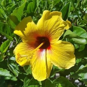 Meet your Posher, Laurie